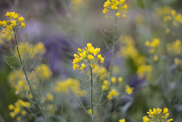 Turnip Flower in Spring