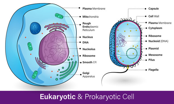 Prokaryotic vs Eukaryotic cell. difference between animal cell and bacterial cell. Medical diagram. difference between microorganism and human cell vector graphic illustration poster. 