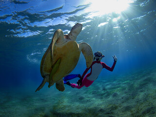 Freediver and the turtle