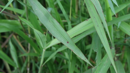 Spot diseases on rice leaves