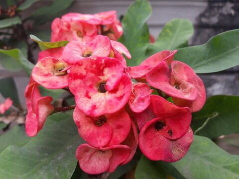 These red flowers would look beautiful if they were together