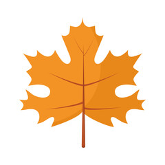 autumn leaf icon vector design