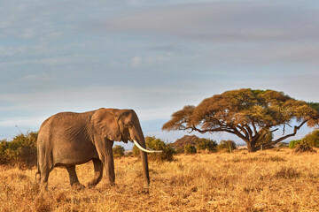 Big elephant walking in front of an acacia tree