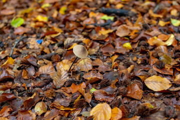 Pilze Herbstfarben Wald Kleine Pilze