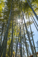 Fototapeta premium 竹林