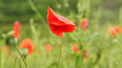 Obraz premium Bright red wild poppies growing in field of green unripe wheat, closeup detail to wet flower petals