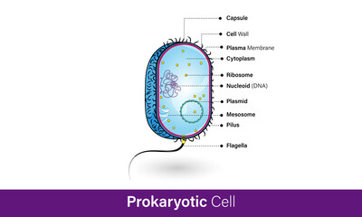 E Coli bacteria microorganism detailed structure. vertical cross section labelled diagram. microbe infographic poster.  inner Parts of prokaryote. Medical diagram vector illustration. 