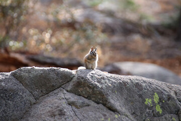 Chipmunk sit on a rock in Yosemite, California, USA