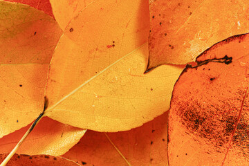 Bright wet orange autumn leaves, closeup detail from above