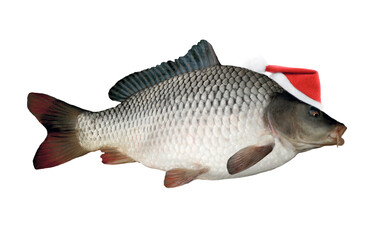 Christmas fish big carp in Santa Claus red hat