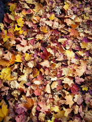 autumn leaves background