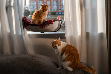 dos gatos domésticos interactuan junto a la ventana