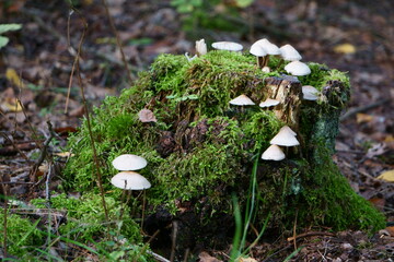 akromegalia © Magorzata