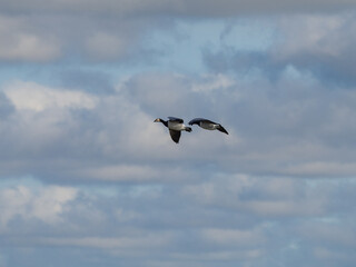 Obraz premium Goose in flight