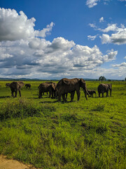 Naklejka premium Mikumi, Tanzania - December 6, 2019: african elephants eating grass in green meadows in the savannah. Vertical