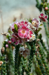 Pink, red and white flowers of the Australian native Oval Leaved Feather Flower Verticordia ovalifolia, family Myrtaceae. Endemic to southwest Western Australia.