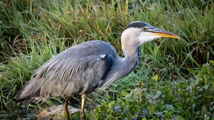 A Heron searching for fish, in the river