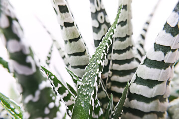 Zebra plant - haworthia fasciata alba macro