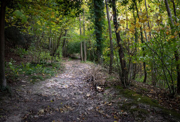 Muddy footpath through British woodland in early autumn.