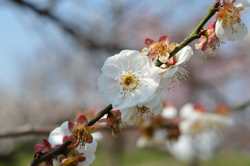 春、梅に咲く花
