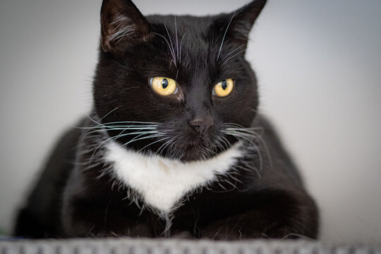 black and white cat