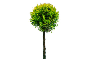 Thuja occidentalis smaragd Isolated on white background with clipping path. Green thuja isolated on white background. Evergreen coniferous tree. Cypress thuja