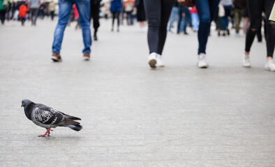 A blue dove walks down the street in the city. The bird crosses the square against the background of a crowd of people