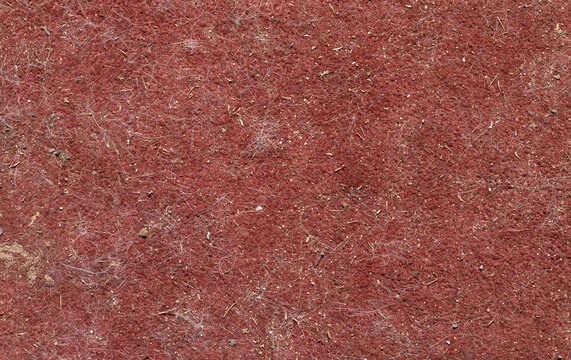 Dirty Maroon Shaded Carpet With Dog Hair And Dirt.