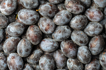 A lot of fresh blue plums fruit with water drops. Close up, top view