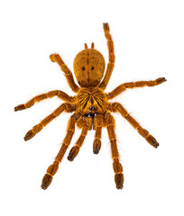 Young Orange baboon tatantula spider on white
