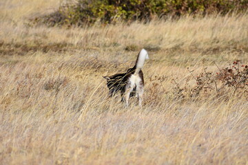 Brown husky with white tail walking in dry grass