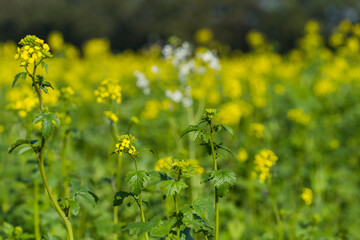 Herbst Natur Farbe Sonniger Tag Outdoor