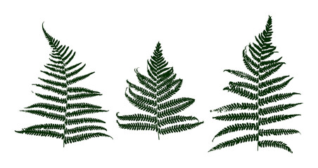 Set of green fern leaves isolated on white for natural design © Mint and Berry