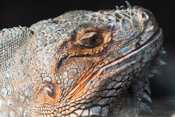 Turkey Close Up Side Profile