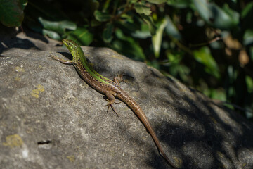 Podarcis sicula lizard on a rock