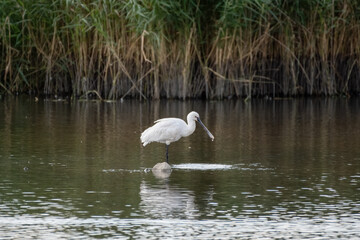 Spoonbill Wading in Shallow Water Searching for Fish