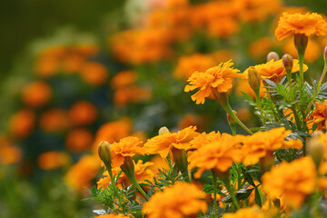 beautiful marigold flowers close-up on a blurry background. autumn park, copy space - obrazy, fototapety, plakaty