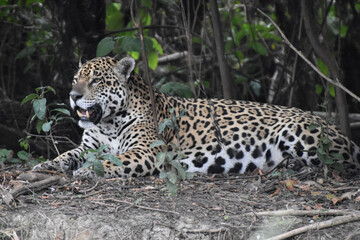 Jaguar in the Pantanal, Brazil
