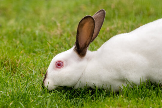 Albino Rabbit Resting on Grass