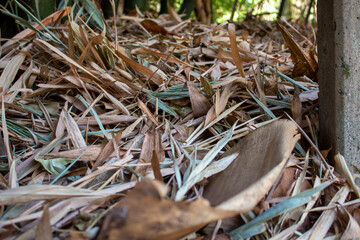 Fotos tiradas na cidade de Ribeirão Preto -SP, em diferentes locais, todas focadas na natureza