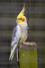 Cute Cockatiel Standing on an Old Perch with a Chain