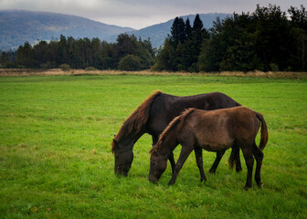 Mare and foal grazing grass next to each other in Beskid Niski mountains meadow pasture. Hucul horses breed. Poland, Europe.