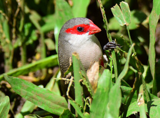 common waxbill