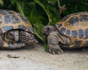 Pair of Small Tortoise's Face to Face