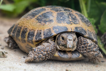 Small Tortoise on a Garden Path