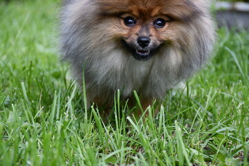 A young dog of the Pomeranian spitz breed stands on a green lawn