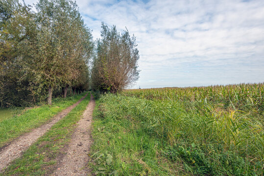 Rural landscape with parallel wheel tracks. Silage maize grows next to the path. In the background is a line of willow trees and a very small silhouette of a wooden hollow post mill. It is autumn now.
