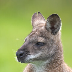 bennett's wallaby Close Up Resting on Grass