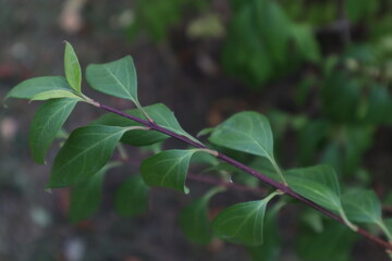 Obraz premium green leaves of a tree