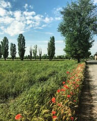 path in the garden